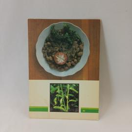 Открытка советская СССР. Блюдо из бобов, кулинария, рецепт салата и паштета. Винтаж Планета