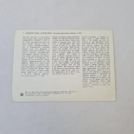 Картинка 2