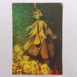 Открытка советская СССР. Ламинария японская, морская капуста, подводная природа. винтаж