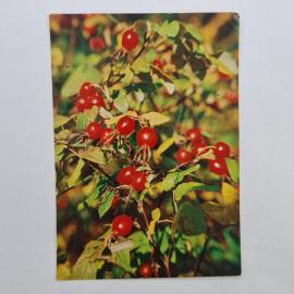 Картинка 1