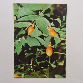 Открытка советская СССР. Шиповник иглистый, ботаника, лекарственное растение, винтаж