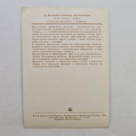 Картинка 2