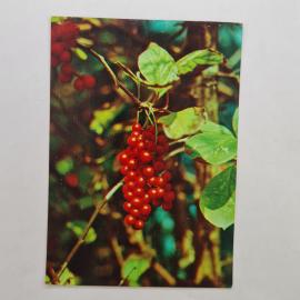 Открытка советская СССР. Лимонник китайский, ботаника, красные ягоды на ветви, винтаж
