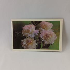 Открытка советская СССР. Пионы, цветы на зеленом фоне, фото Г. Костенко. Винтаж 1978 года
