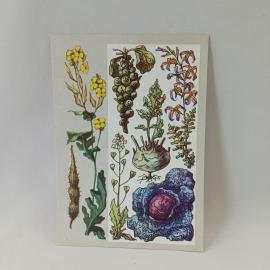 Открытка советская СССР. Ботаника, крестоцветные растения, капуста и пастушья сумка. Винтаж
