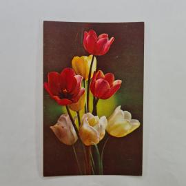 Открытка советская СССР. Тюльпаны, цветы, фото Г. Костенко. Винтаж издательство Планета, Москва