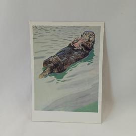 Открытка советская СССР. Калан на воде, морская фауна, рисунок В. А. Горбатова, винтаж