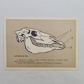 Открытка советская СССР. Учебная зоология, рисунок черепа животного, научная иллюстрация. винтаж