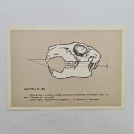 Открытка советская СССР. Зоология, учебная карточка с черепом животного и схемой зубов. Винтаж