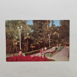 Открытка советская СССР. Сочи, Приморский парк, городская прогулочная аллея, курорт винтаж