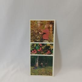 Открытка советская СССР. Дары прибайкальской тайги, сбор ягод, природа Байкала, винтаж