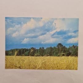 Открытка советская СССР. Спасское Лутовиново, ржаное поле и деревья, литература винтаж