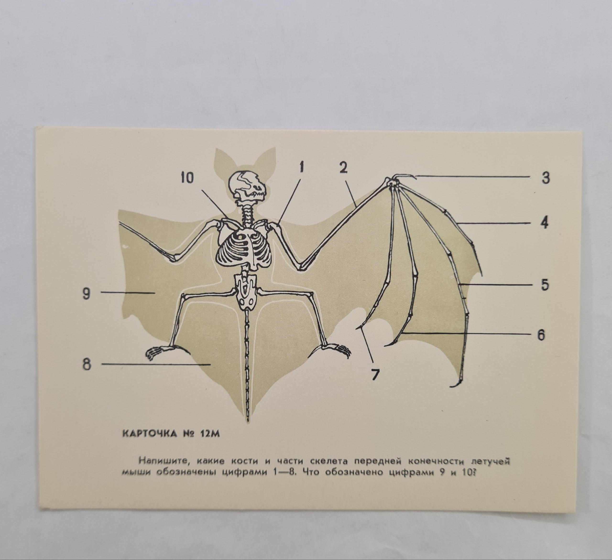 Картинка 1