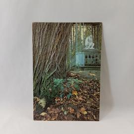 Открытка советская СССР. Павловский парк, старая сильвия, скульптура среди деревьев. винтаж