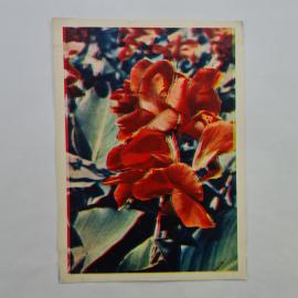 Открытка советская СССР. Канны, красные цветы гладиолусы, французская флора. Винтаж почтой