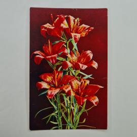 Картинка 1