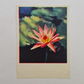 Открытка советская СССР. Водяная лилия, цветы на воде, фото В. Тюккеля. Винтаж Москва 1965
