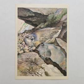 Открытка советская СССР. Каспийский улар, птица среди скал, фауна Кавказа. Винтажная графика