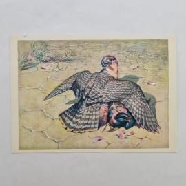 Открытка советская СССР. Шахин, пустынный сокол, птицы, фауна, иллюстрация Красной книги. винтаж