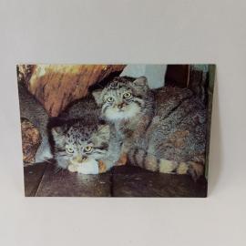 Открытка советская СССР. Манулы, дикие кошки с котятами в укрытии, фауна. Винтаж, фото Назарова