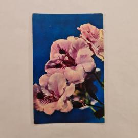 Открытка советская СССР. Пеларгония гибридная, декоративные комнатные растения, цветы. винтаж