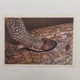 Открытка советская СССР. Мексиканский ядозуб, рептилия на коре дерева, фауна. винтаж