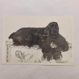 Открытка советская СССР. Собака спаниель, домашнее животное на ковре. Винтажная фотокарточка