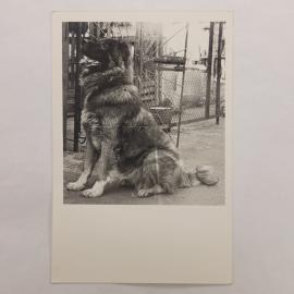 Открытка советская СССР. Служебная собака у ограды, черно белая фотография, животные. винтаж