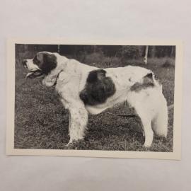 Открытка старинная. Черно белая фотография собака сенбернар на природе, анималистика коллекция