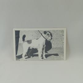 Фотография винтажная, СССР. Черно белый снимок собаки на фотобумаге