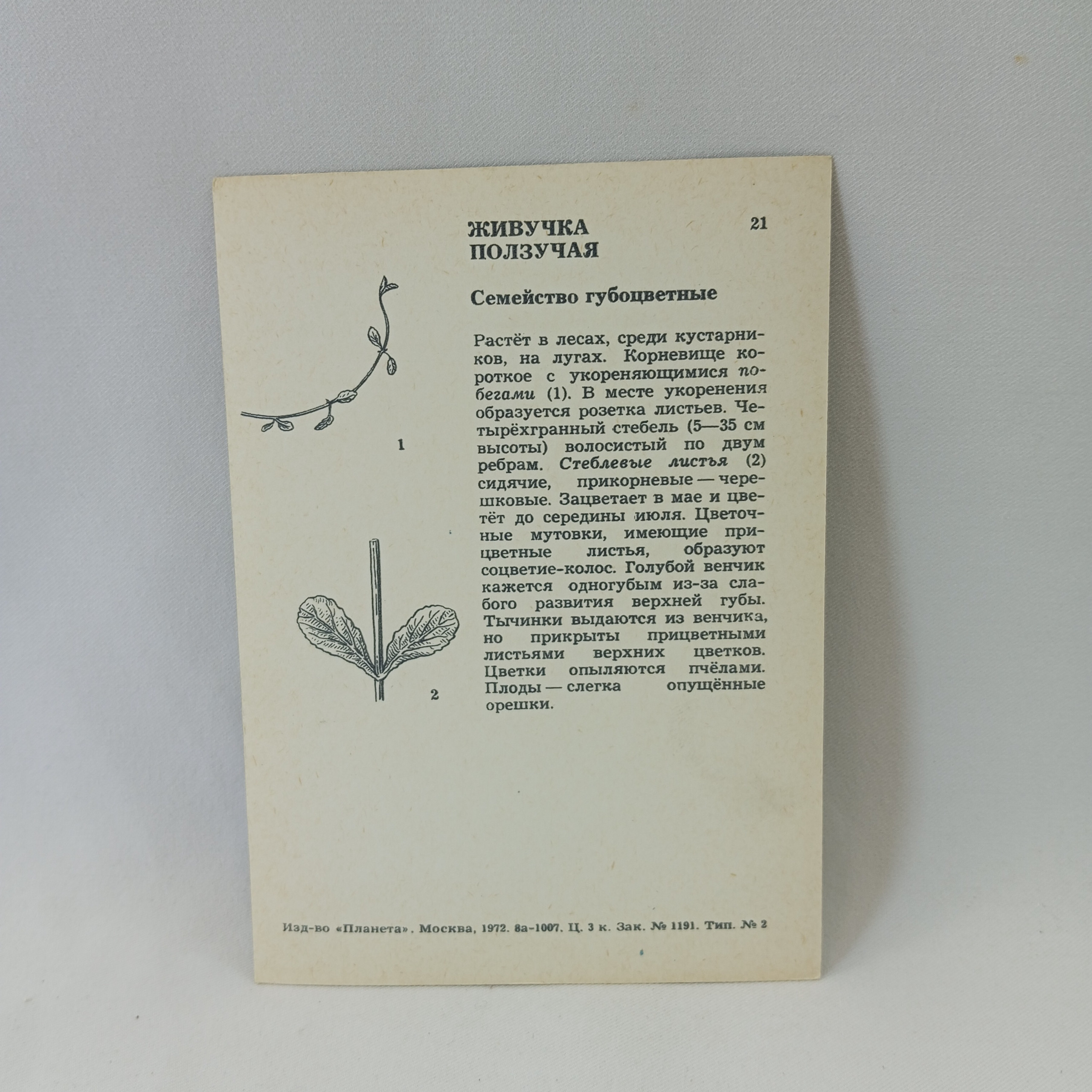 Картинка 2