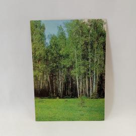 Открытка советская СССР. Спасское Лутовиново, уголок парка, березовая роща, природа. винтаж