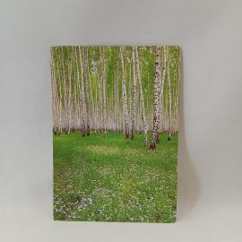 Открытка советская СССР. Спасское Лутовиново, березовая роща в мае, природа, музей, винтаж