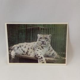 Открытка советская СССР. Снежный барс ирбис, зоопарк Каунаса, животные гор. винтаж
