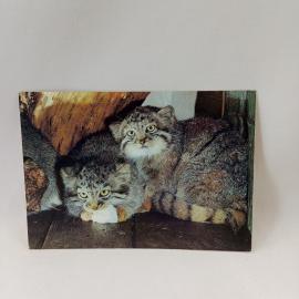 Открытка советская СССР. Манулы, дикие кошки, животные. Фото Э. Назарова, винтаж, Планета