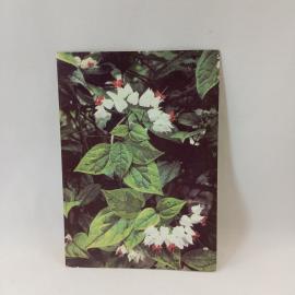 Открытка советская СССР. Клеродендрон Томсона, комнатное растение с белыми цветками, винтаж