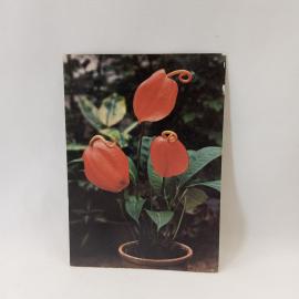 Открытка винтажная, СССР. Комнатные растения, антуриум Шерцера, фотоцветная, 1986 год