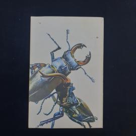 Картинка 2