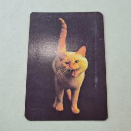 Карманный календарик 1993. Котенок на фоне, милое животное. Календарь винтажный