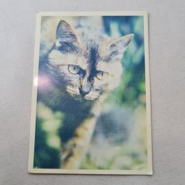 Карманный календарик СССР 1991. Кот на фоне природы, календарь с изображением животных. Советский ка