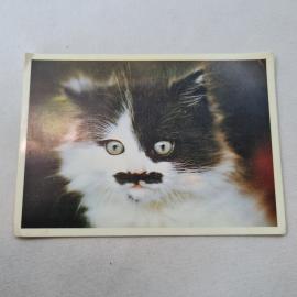 Карманный календарик 1991. Котенок с усами на фото. Календарь с изображением животных
