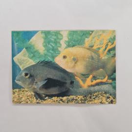 Карманный календарик 1991. Красивые рыбы под водой и яркие растения. Календарь винтажный