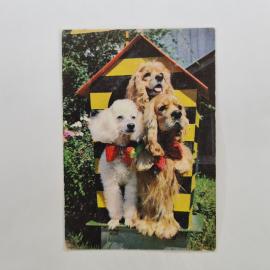 Карманный календарик 1989. Собаки в костюмах, забавный момент на фоне домика. Календарь винтажный
