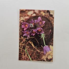 Карманный календарик 1989. Цветы на фоне природы, изображены простые растения. Календарь винтажный