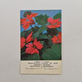 Карманный календарик 1988. Цветы и природа, яркие красные пуансеттии. Календарь винтажный