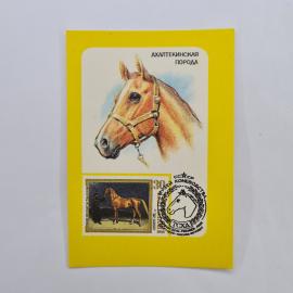 Карманный календарик СССР 1990. Ахалтекинская порода лошади, изображение и календарные даты. Советск
