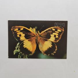Карманный календарик 1991. Бабочка на цветке, природа и экология. Календарь винтажный