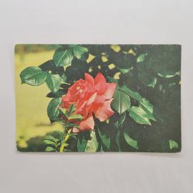 Карманный календарик 1990. Красная роза на фоне зелени, цветы и природа. Календарь винтажный