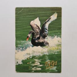 Карманный календарик 1991. Черный лебедь на фоне воды. Календарь с природной тематикой