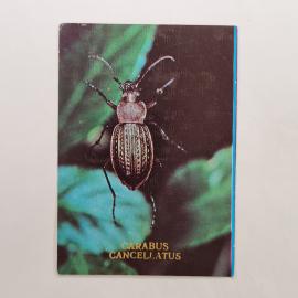 Карманный календарик 1991. Картинка жука, описание на обороте. Календарь винтажный